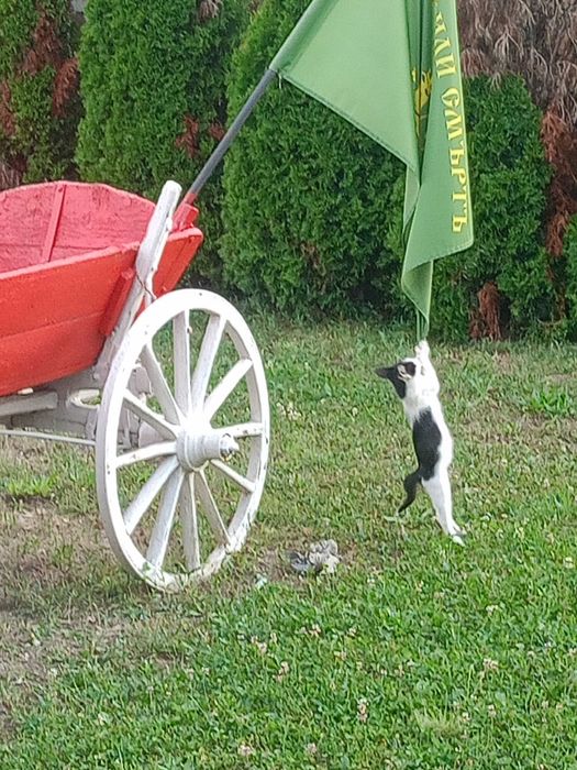Подарявам котета