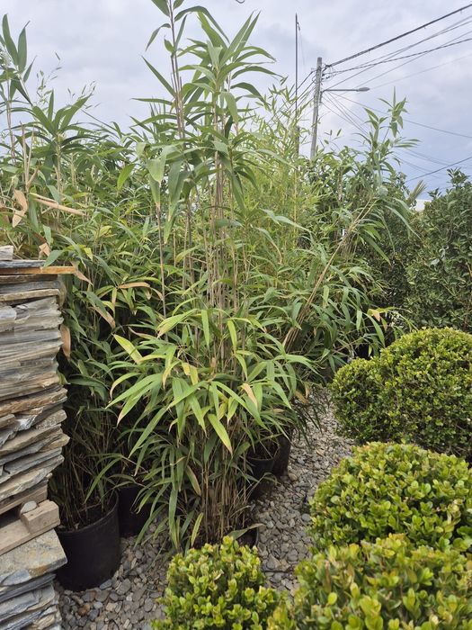 Plante ornamentale calitate extra
