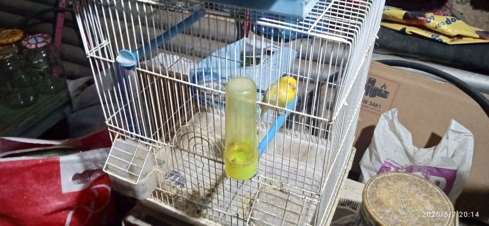 канарейки здоровые