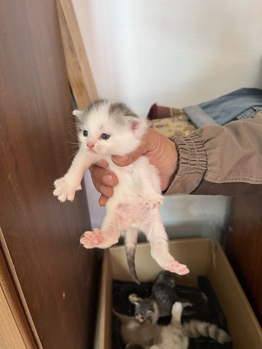 Вислоухие котята