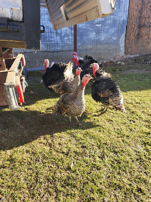 curcani tineri si frumosi, de vanzare