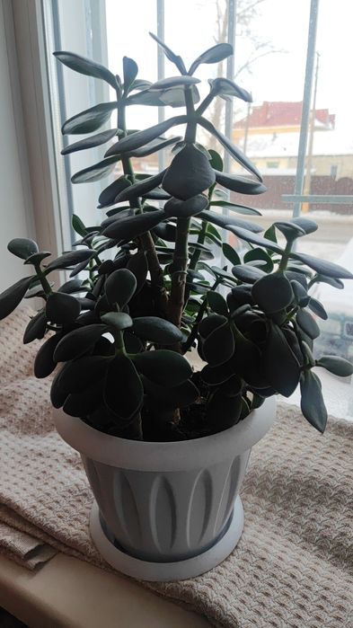 Денежные деревья