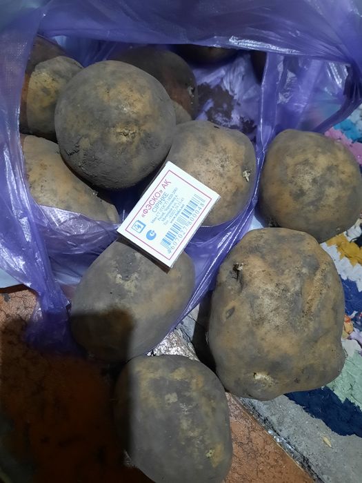 Продам домашний картофель
