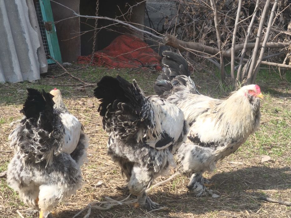 Домашние петухи брама