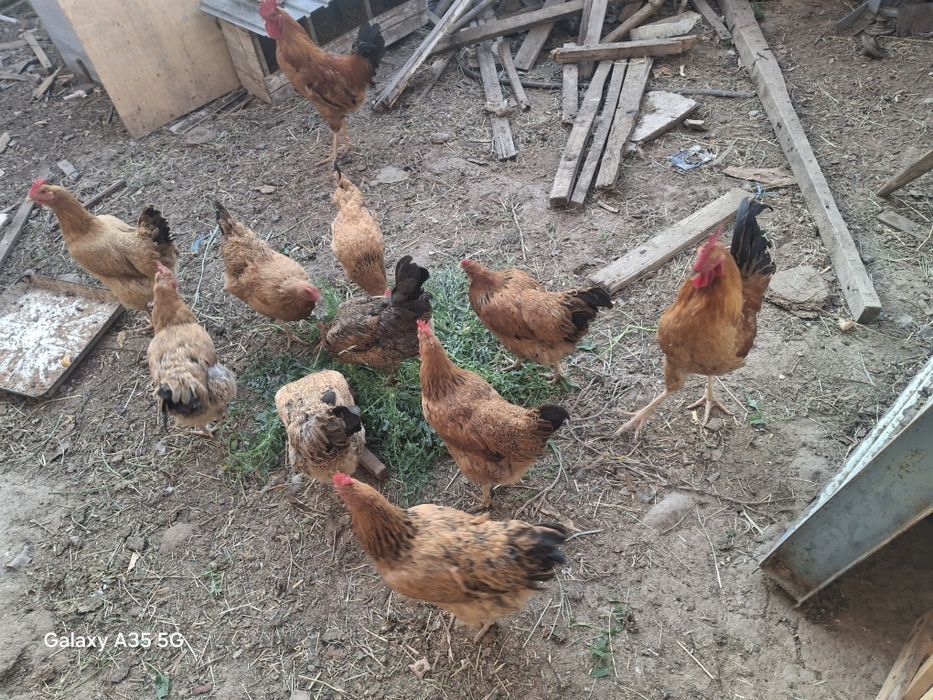 Кучин юбилейный сатылады