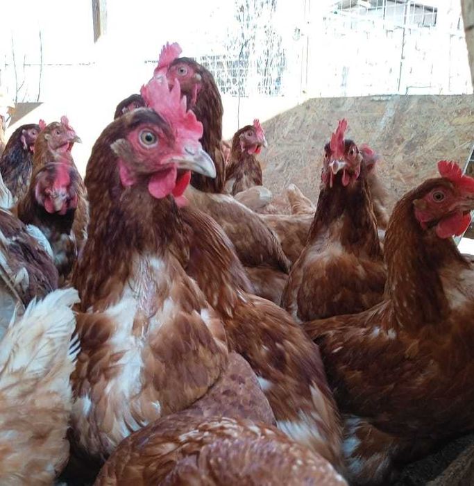 Курочки Ломан Браун