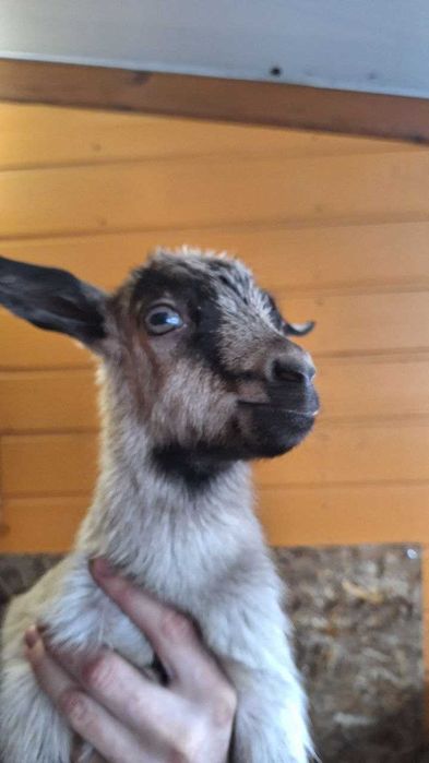 Козлята альпийской породы