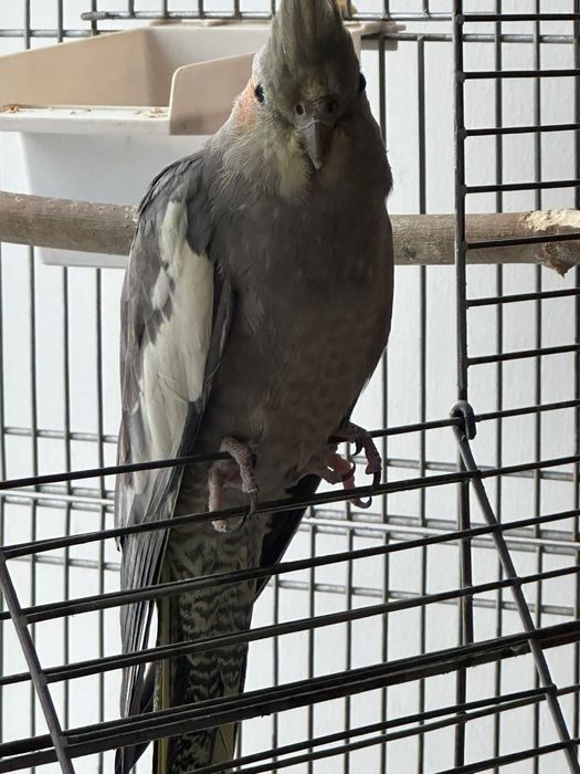 Продам кореллу. Самка 9мес.