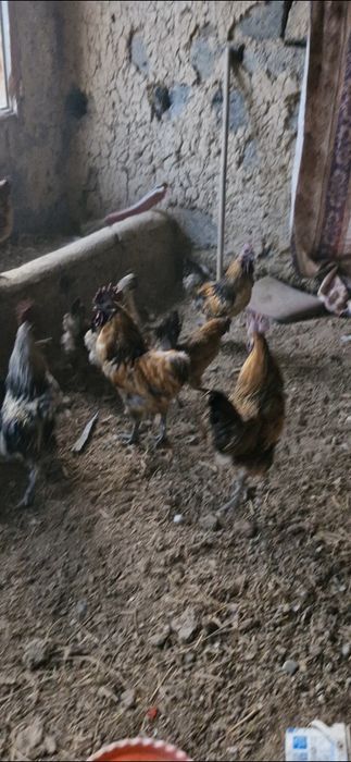 Продам лакедензи  всех