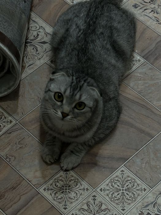 Шатланская кошка