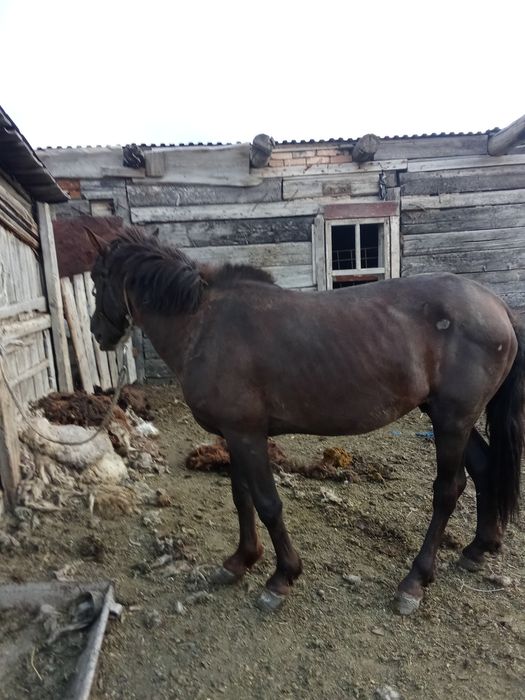 Продам кунана  спакоиный