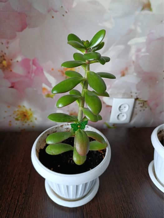 Денежное дерево