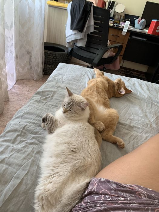 Ищу дом для котиков