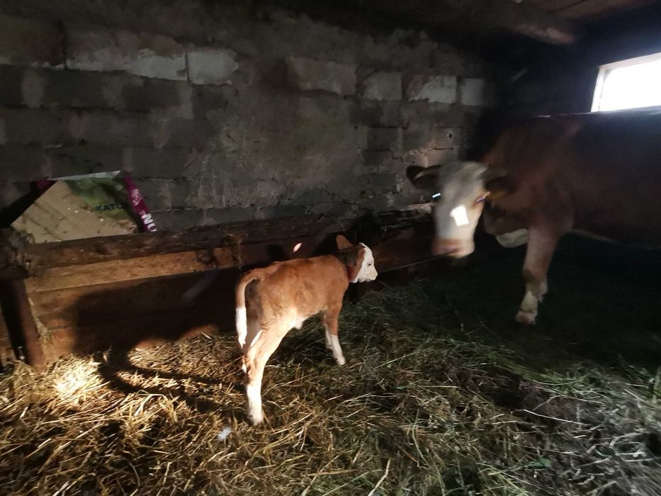 Vacă cu vițele de vânzare