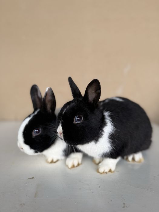 Panda karlik quyonlar sotiladi