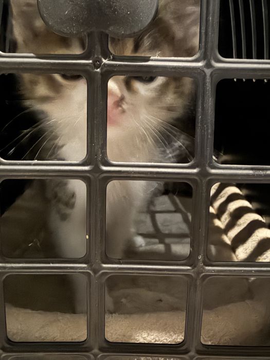 Котята бесплатно