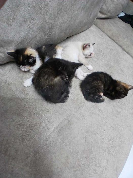 Котятам нужен дом!