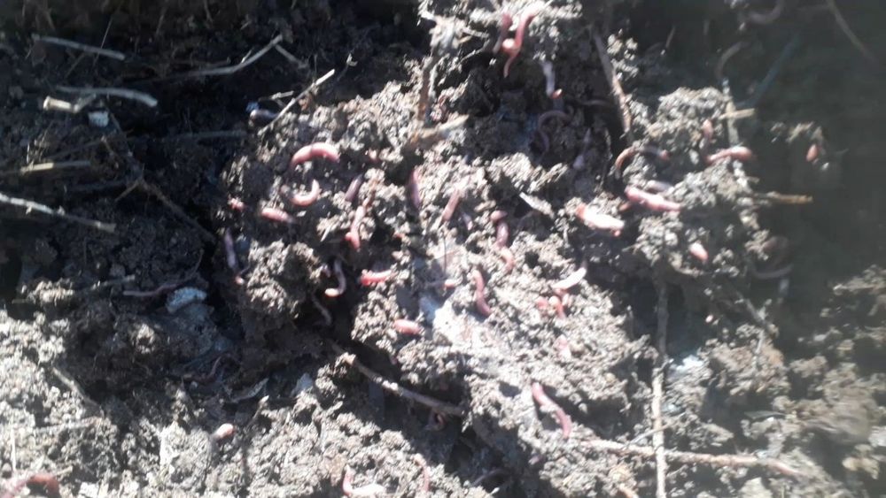 Kaliforniya chuvalchangi Biyagomes