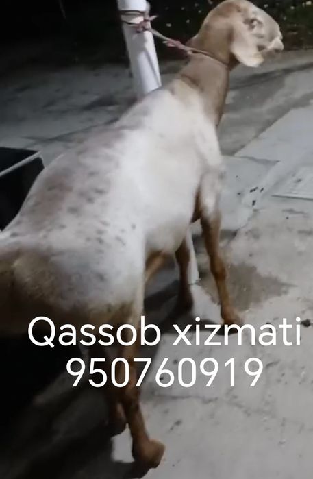 Qassob xizmati va uyda boqilgan qochqor