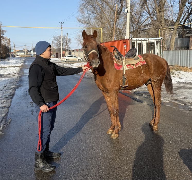 Айғыр 3 жасар кәзіргі формасы басқа
