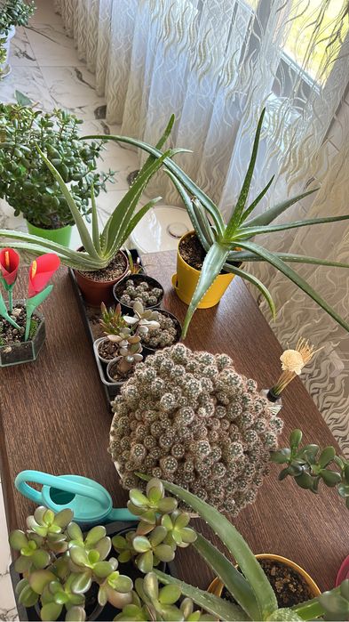 Продам цветы