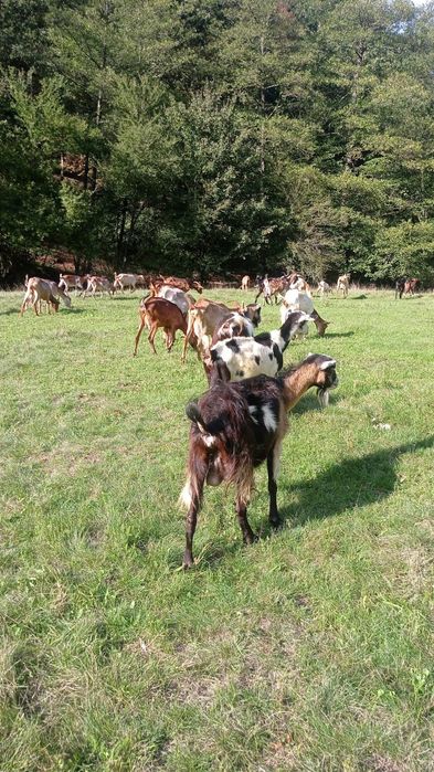 Vand 15 capre gestante cu tap anglonubian