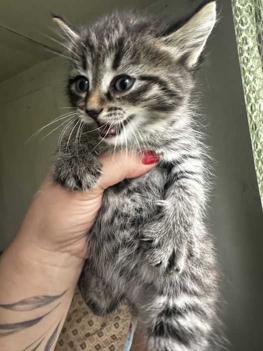 Отдам бесплатно котят