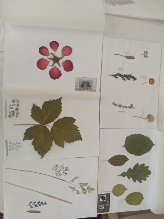 Гербарий с калькой-700 тг