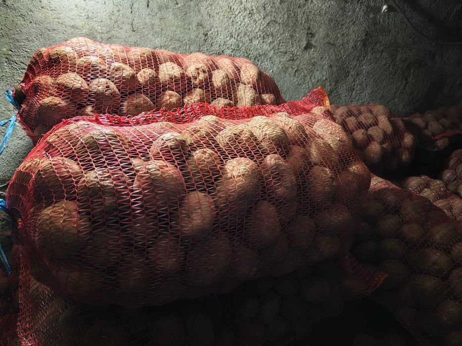 Cartofi consum Bellarosa