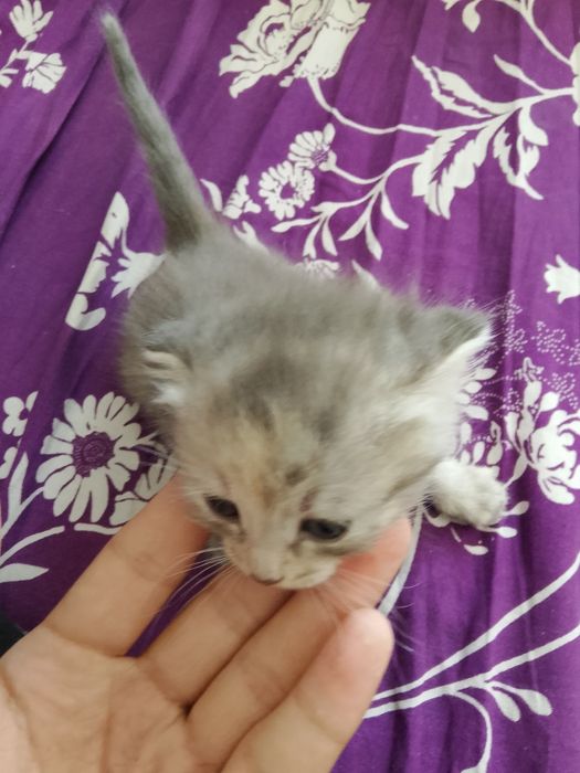 Продаю девочку веслоухую