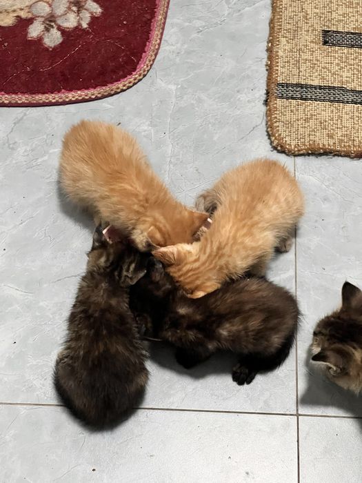 Котята в добрые руки!