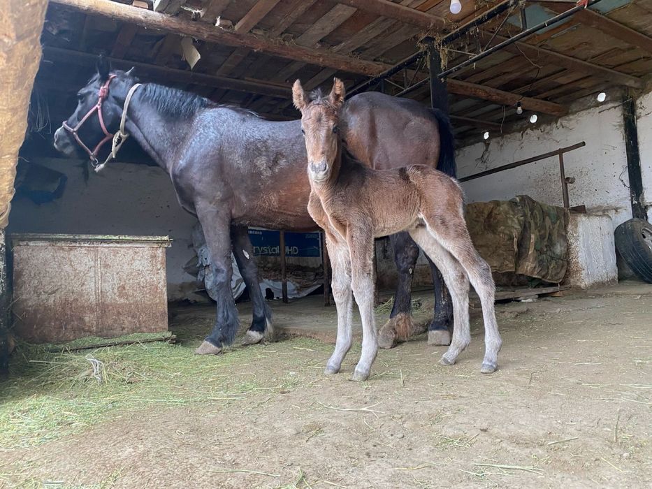 Кымыз, саумал таза