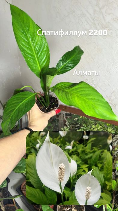 Комнатные растения