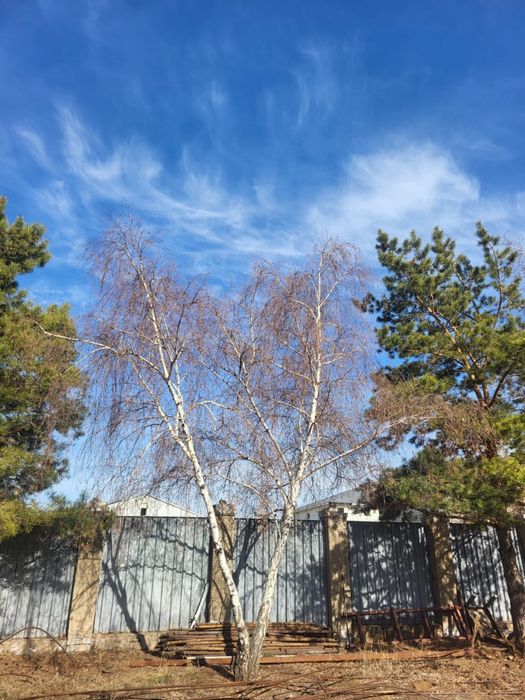 Деревья, сосны и березы