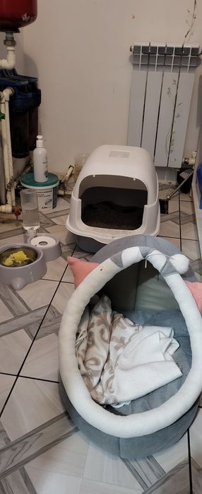 Кошка шотландская шиншила