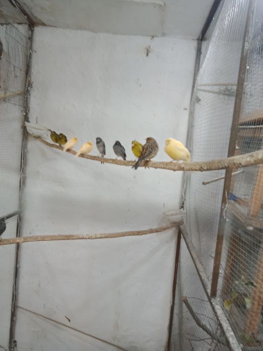 Продаются канарейки