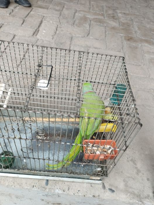 Ажирел сотилади.