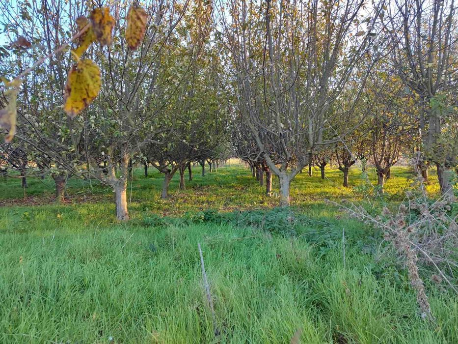 Дава се под наем Промишлена сграда в с. Плачидол, Област Добрич - 1080 кв.м за 230000 € - Снимка #11