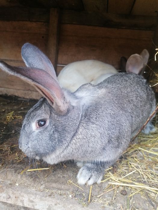 Vând iepuri rasa uriaș german