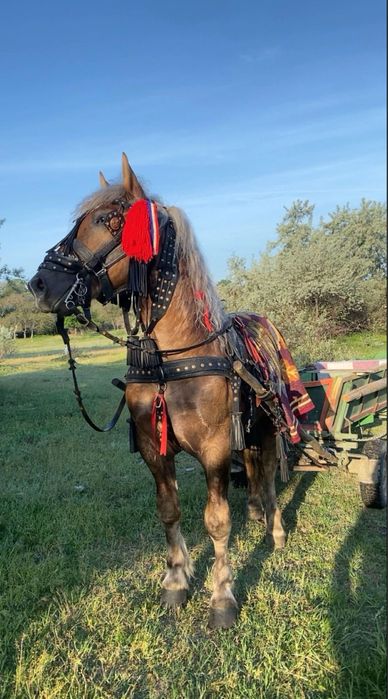 Vand armasar de 2 ani si 9 luni