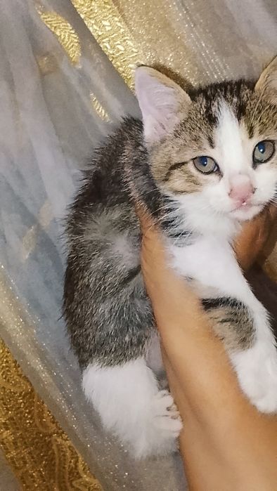 Отдадим котят в добрые руки
