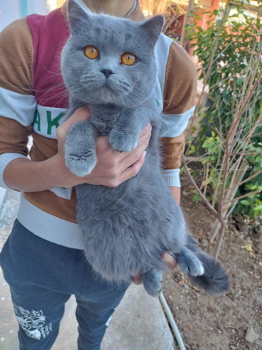 Шотланский скоттиш фолд ва страйт мушуклар сотилади, буйдок хаммаси