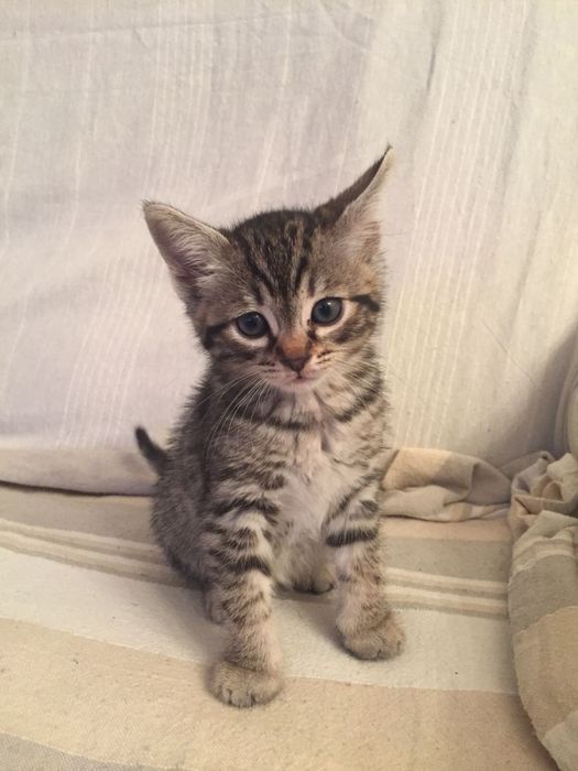 Котенок в добрые руки