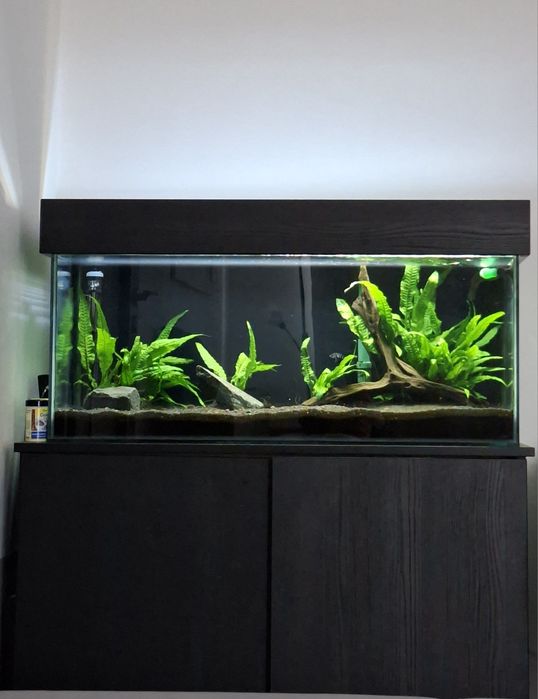 Vând acvariu 140 l si filtru extern Oase biomaster 600