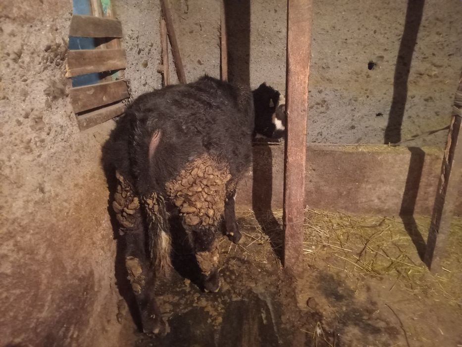 Продам бычка 7 месечного