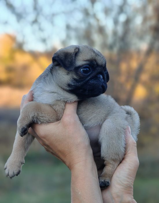 Продаются отличные щеночки мопса