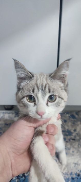 Mushuk zotdor pasportiyam bor privkalarini ogan uy mushugi qiz bola