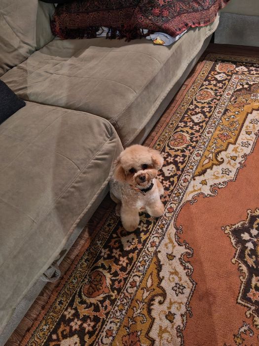 Продам собаку с документами