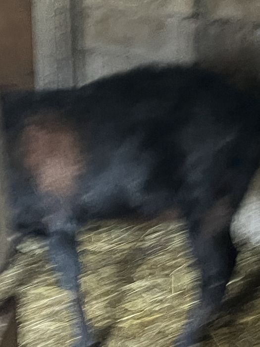 Англо-нубийски пръч