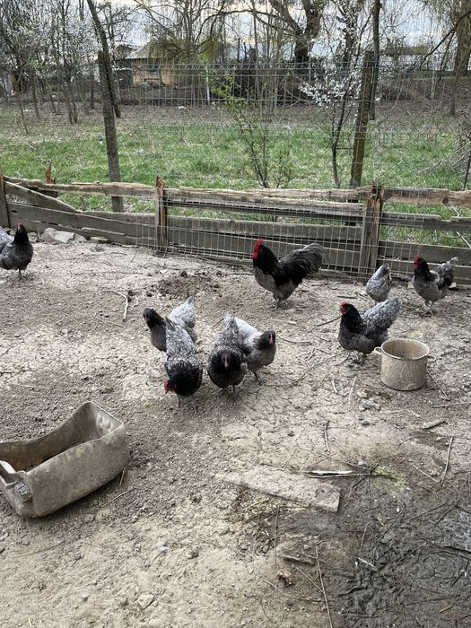 Pui si oua australorp albastru